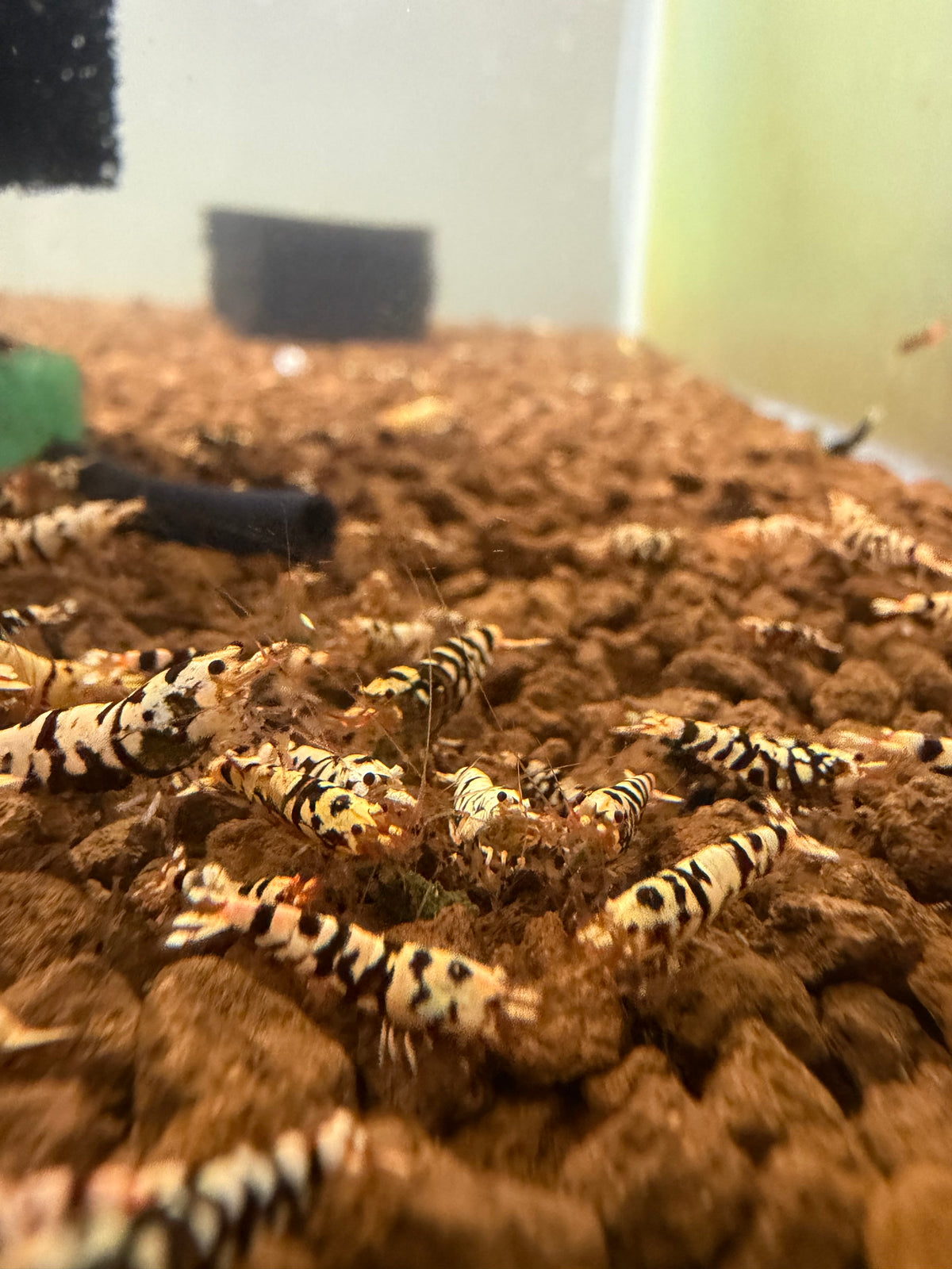 Black Fancy Tiger (low grade)