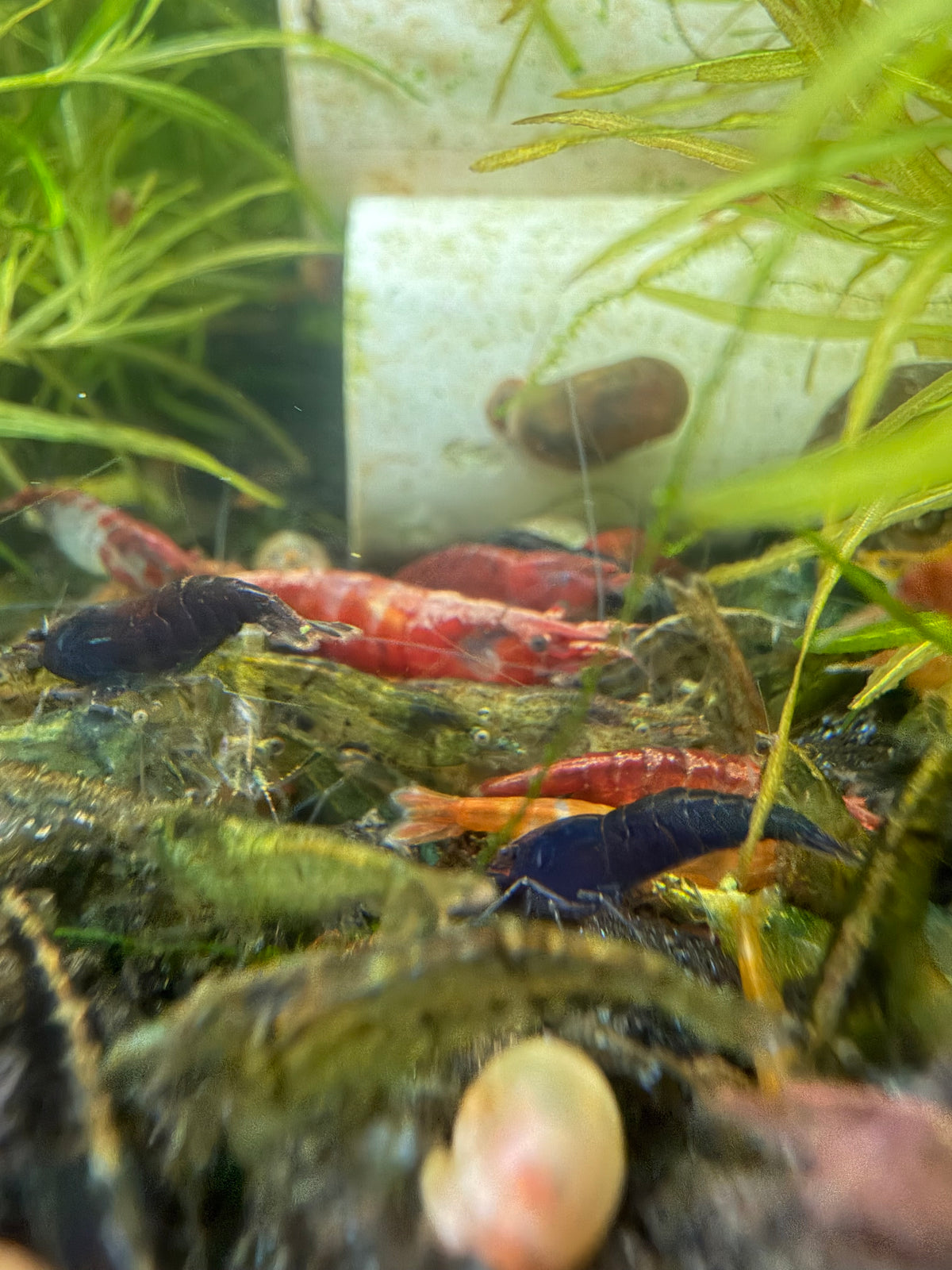 Mixed Neocaridina w/ Wilds