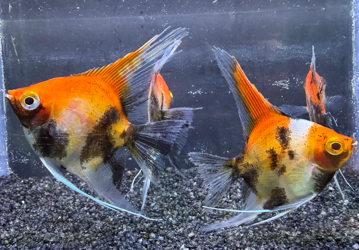 High Grade Orange Koi Angel Fish