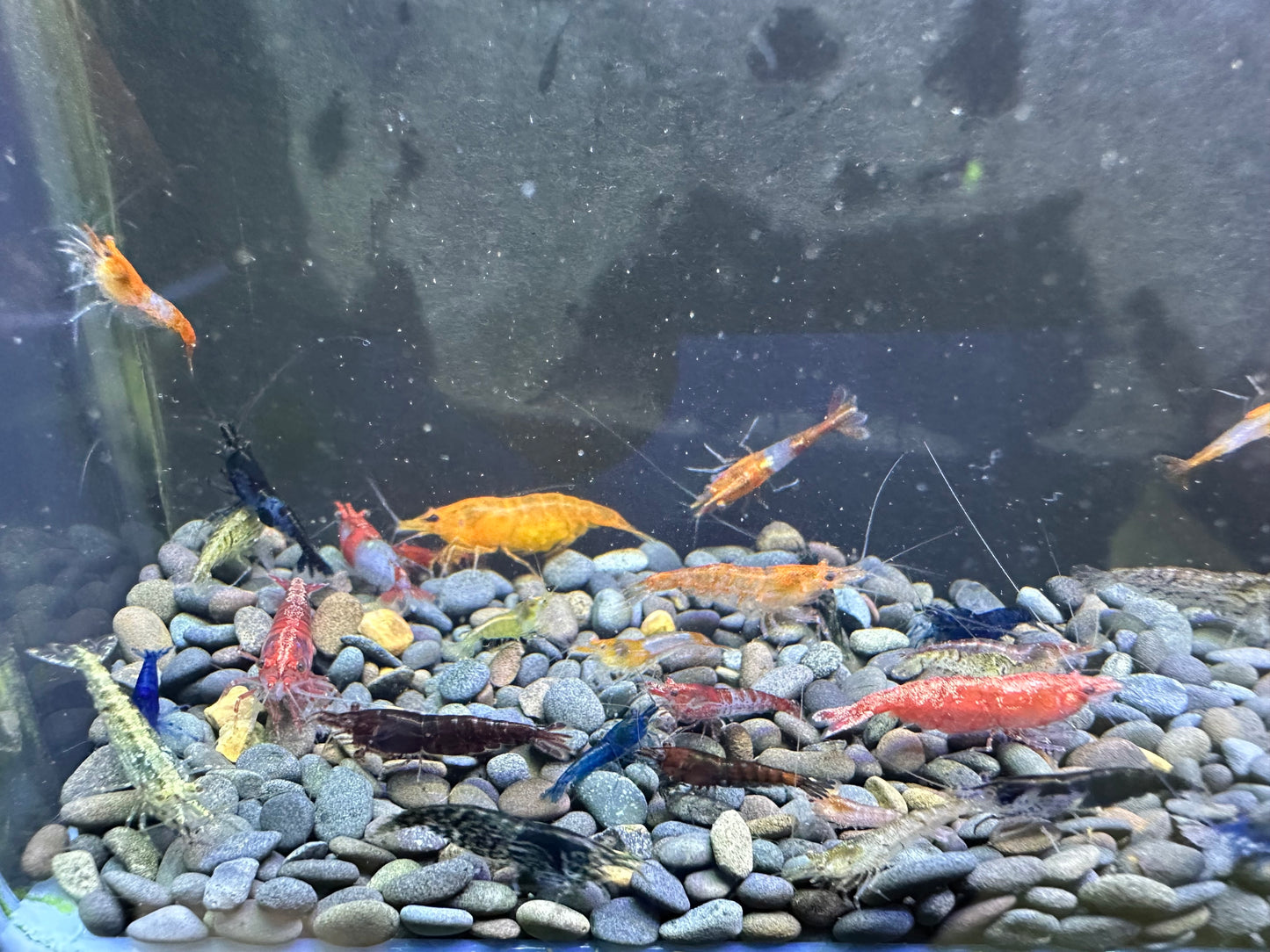 Neocaridina (mixed)