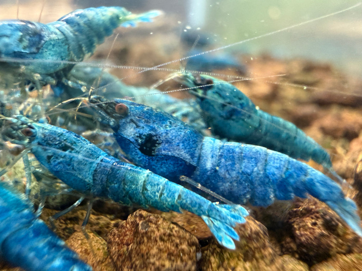 Extreme Blue Bolts