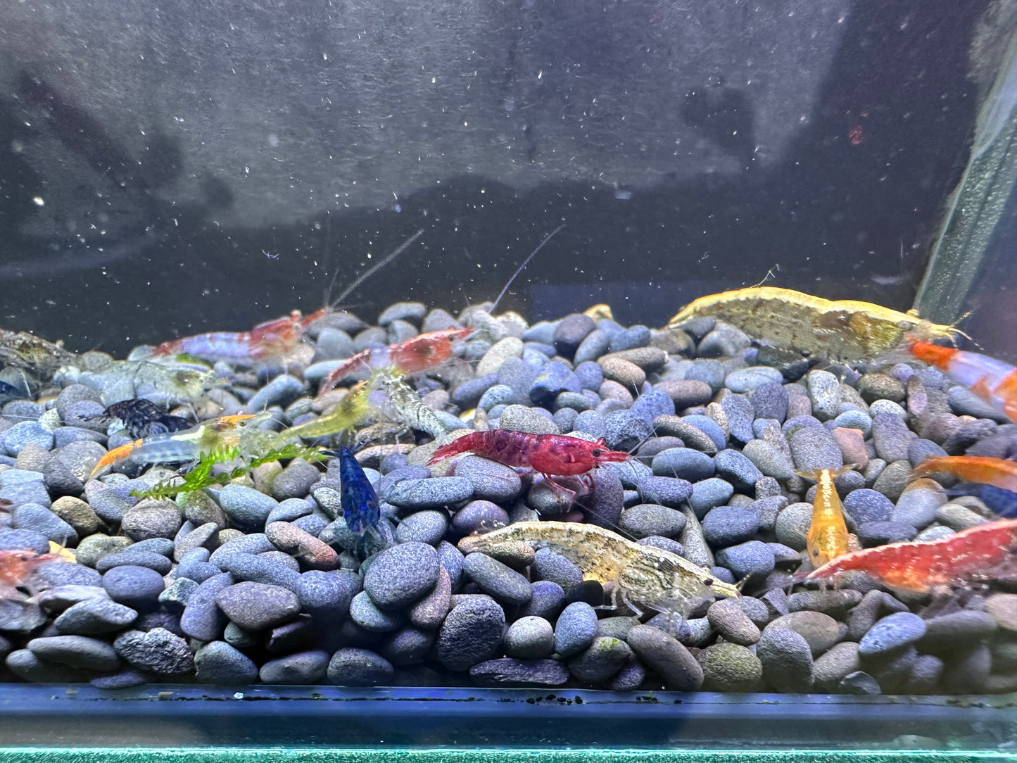 Neocaridina (mixed)