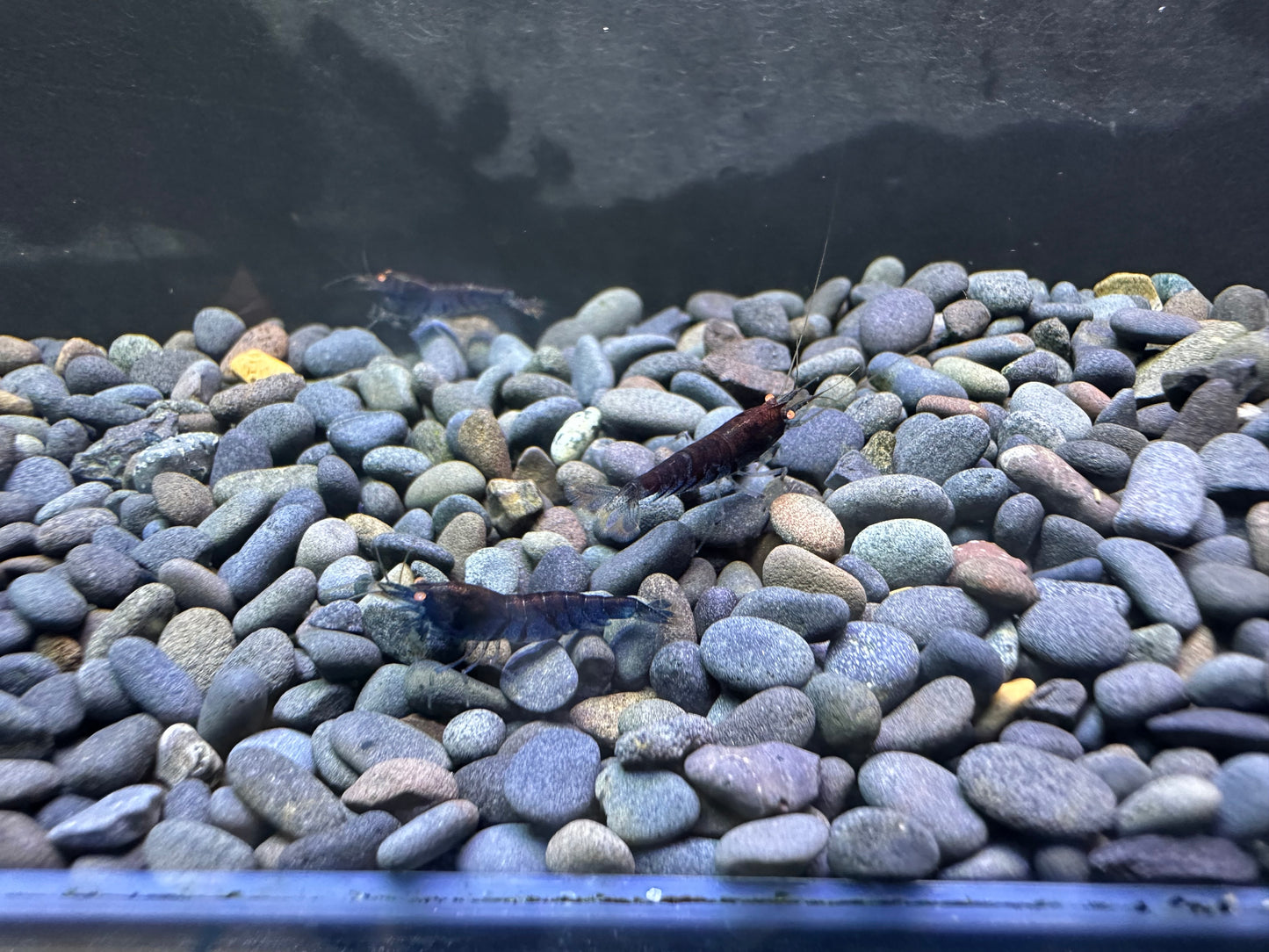 OE Blue Tigers (in neocaridina parameters)