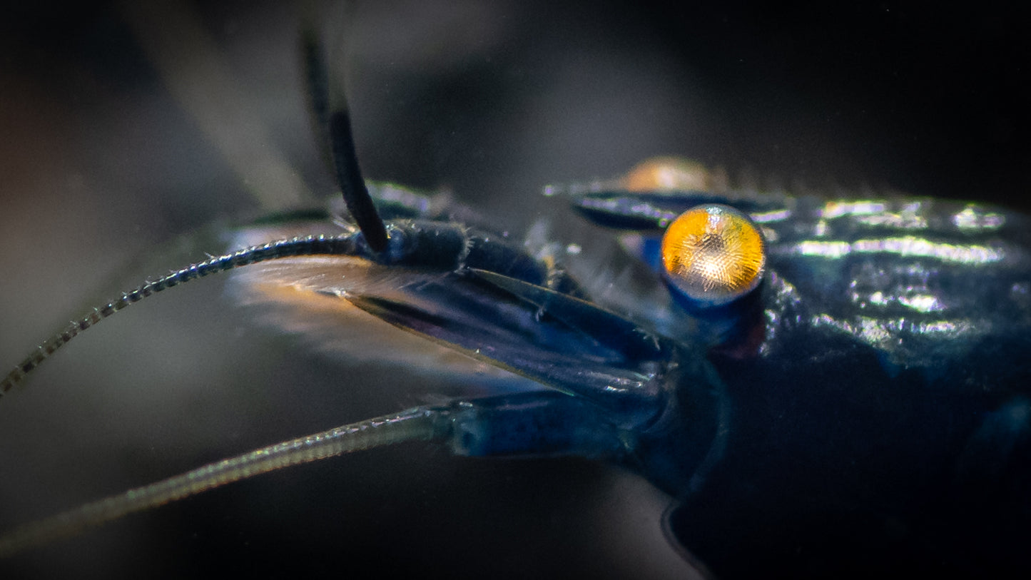 Orange-eyed Royal Blue Tigers (in neocaridina Parameters)