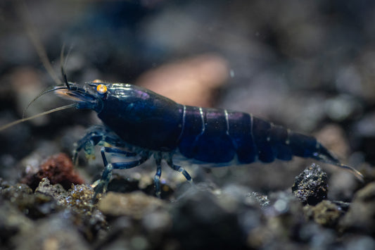 Orange-eyed Royal Blue Tigers (in neocaridina Parameters)