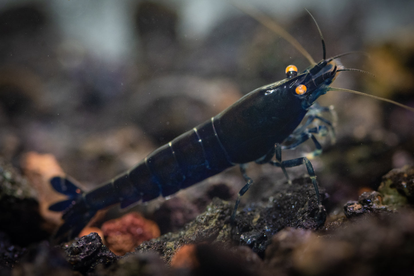Orange-eyed Royal Blue Tigers (in neocaridina Parameters)