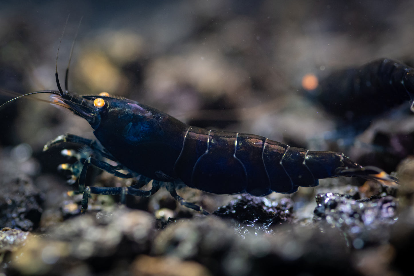 Orange-eyed Royal Blue Tigers (in neocaridina Parameters)