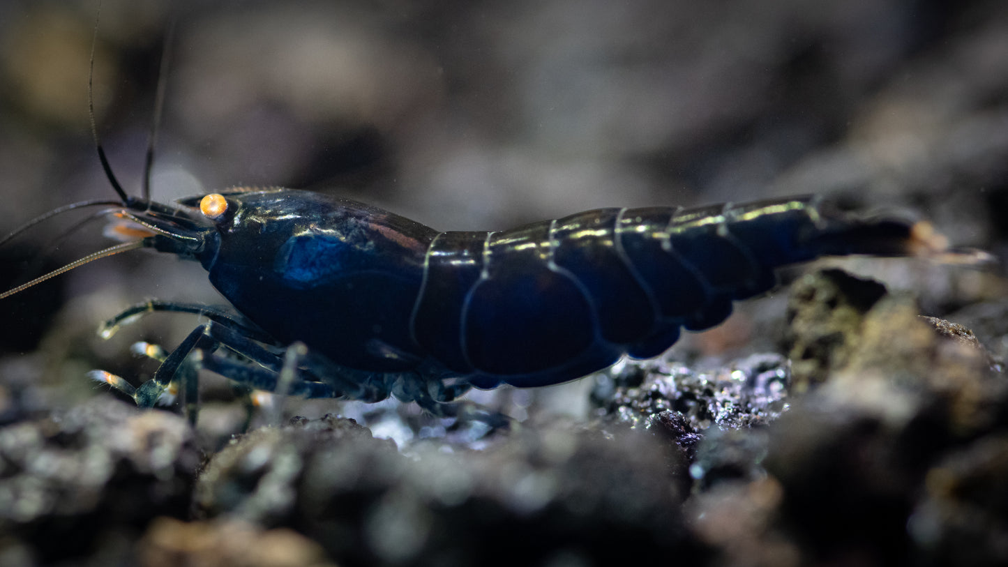 Orange-eyed Royal Blue Tigers (in neocaridina Parameters)