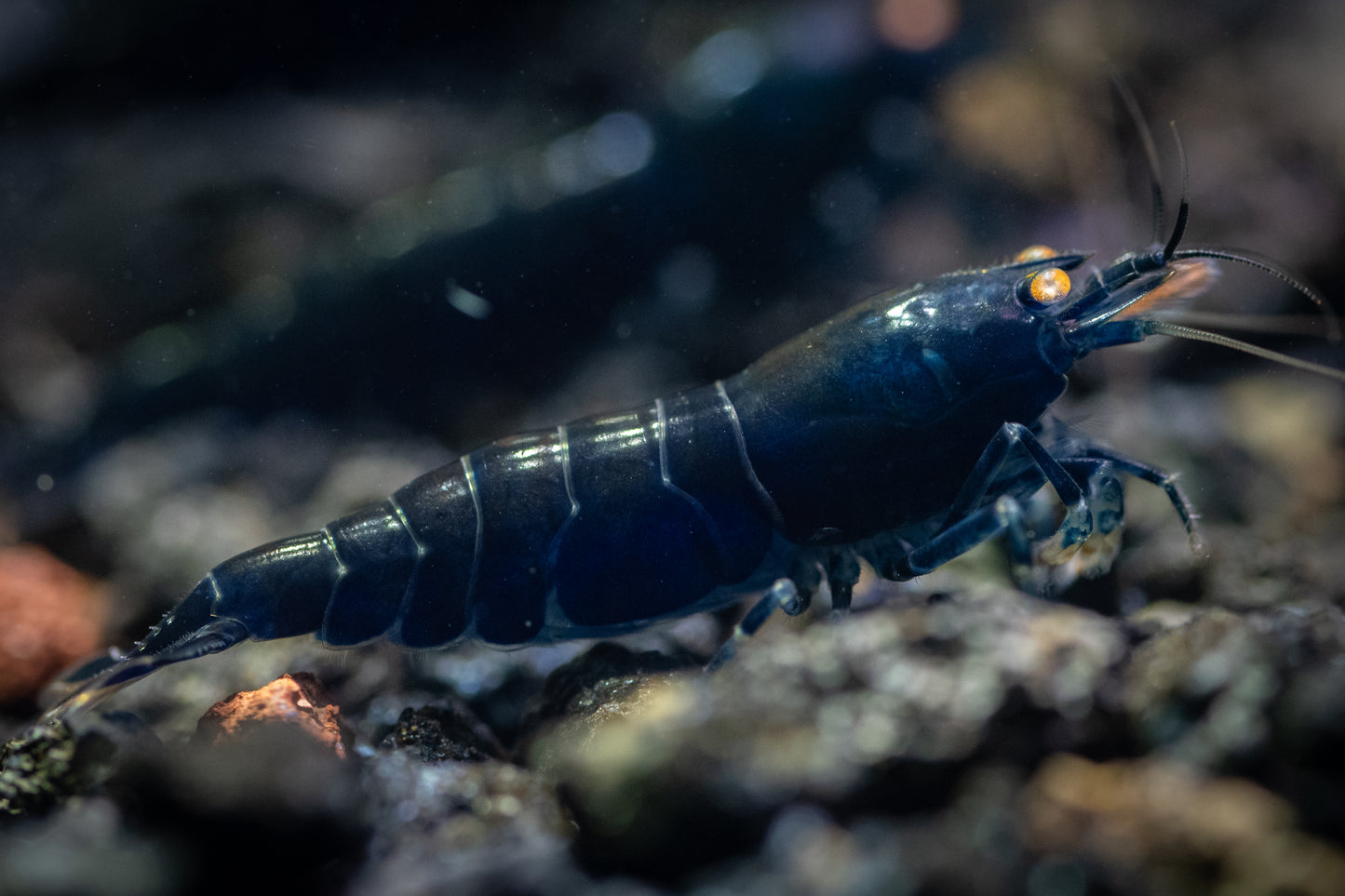 Orange-eyed Royal Blue Tigers (in neocaridina Parameters)