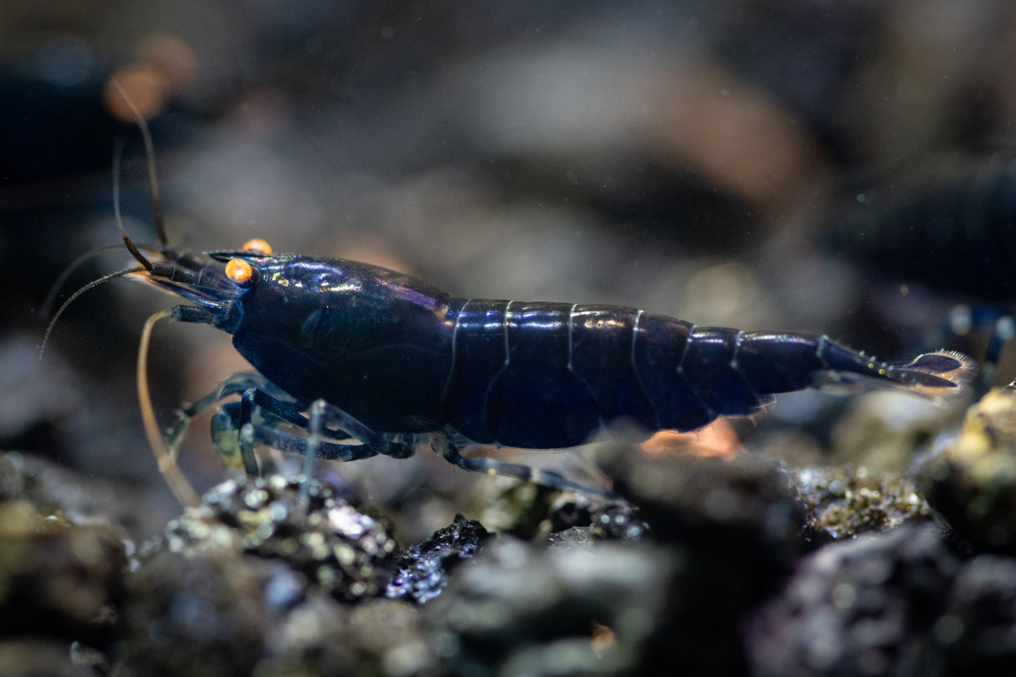 Orange-eyed Royal Blue Tigers (in neocaridina Parameters)