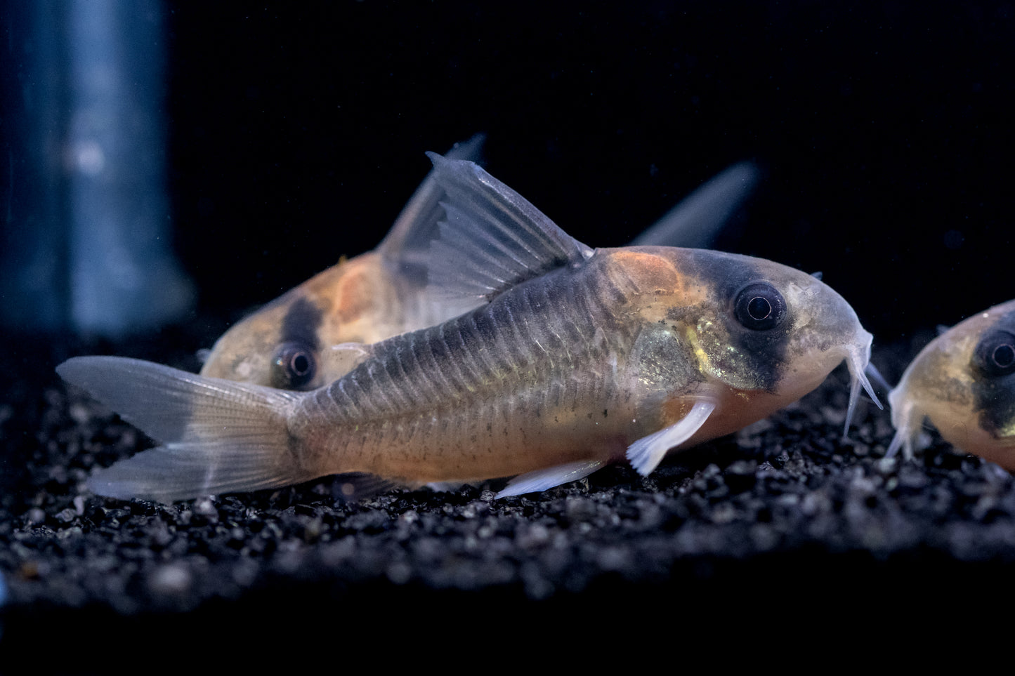 Corydoras Duplicareus