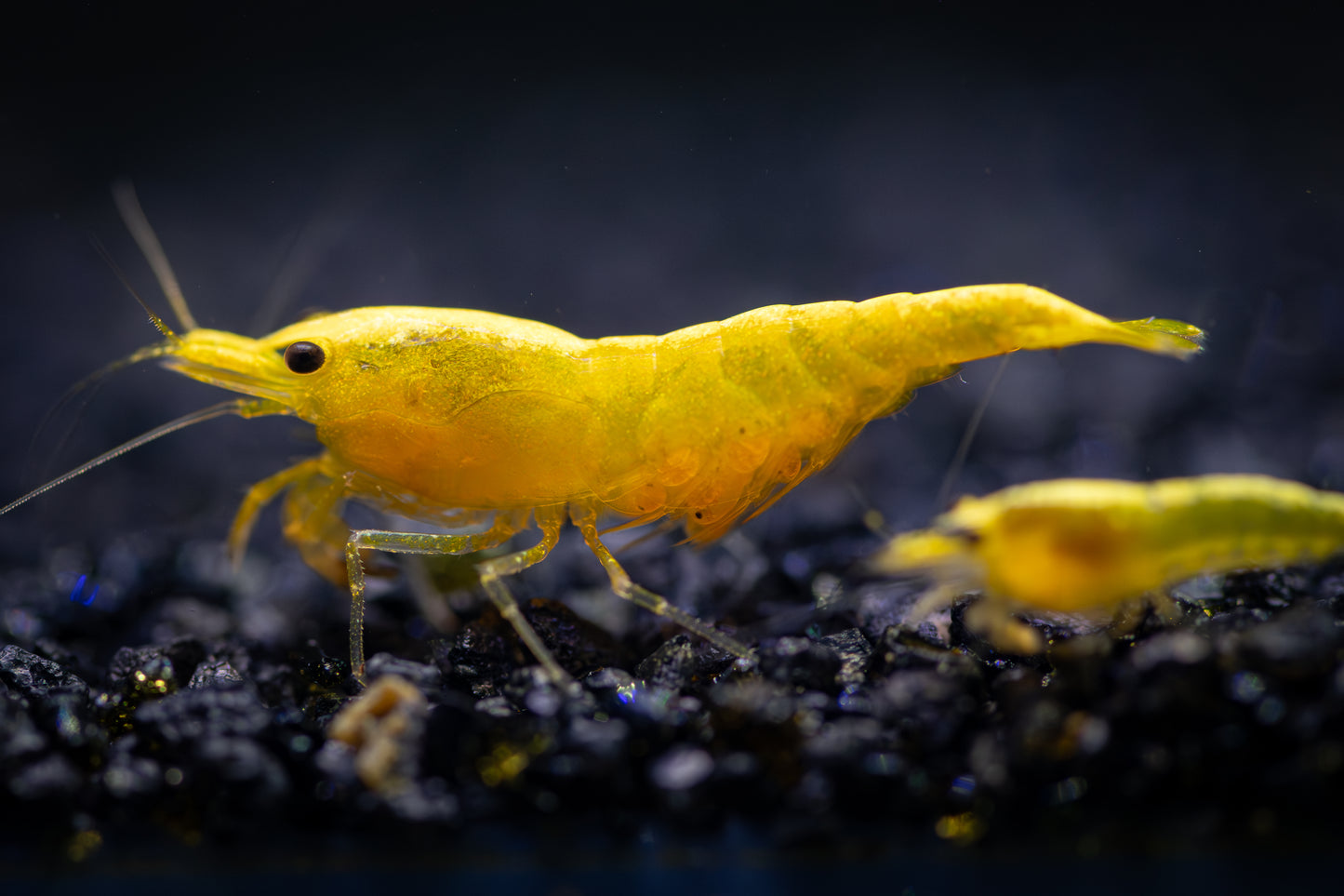 Goldback Neocaridina