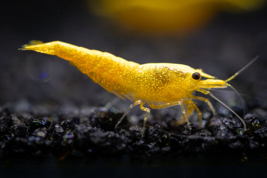 Goldback Neocaridina