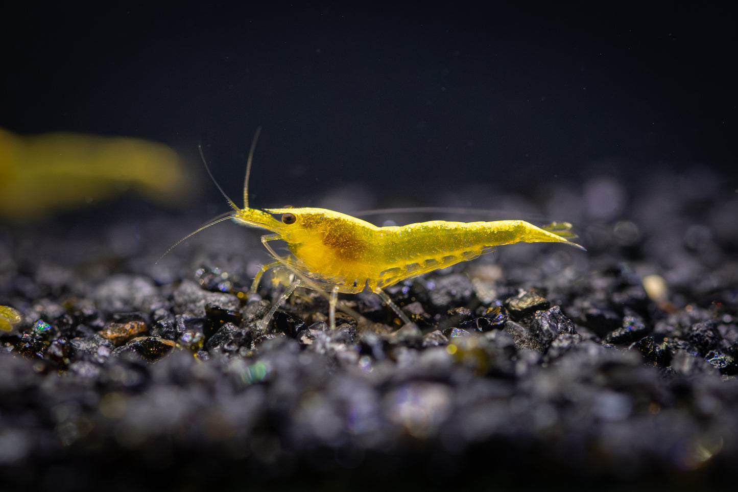 Goldback Neocaridina