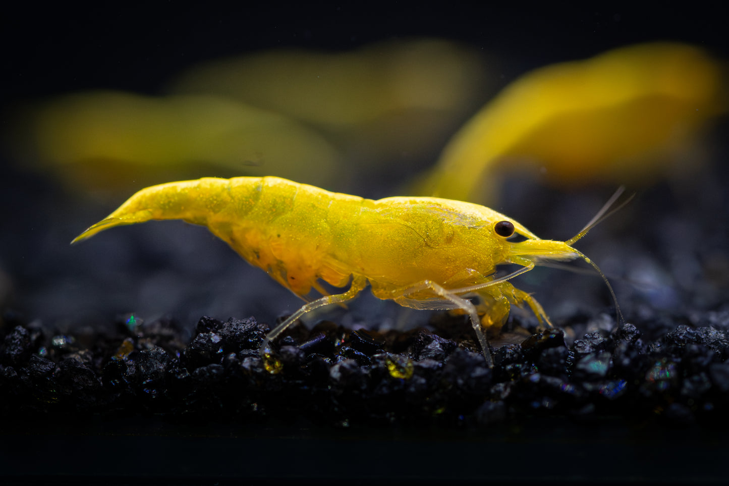 Goldback Neocaridina