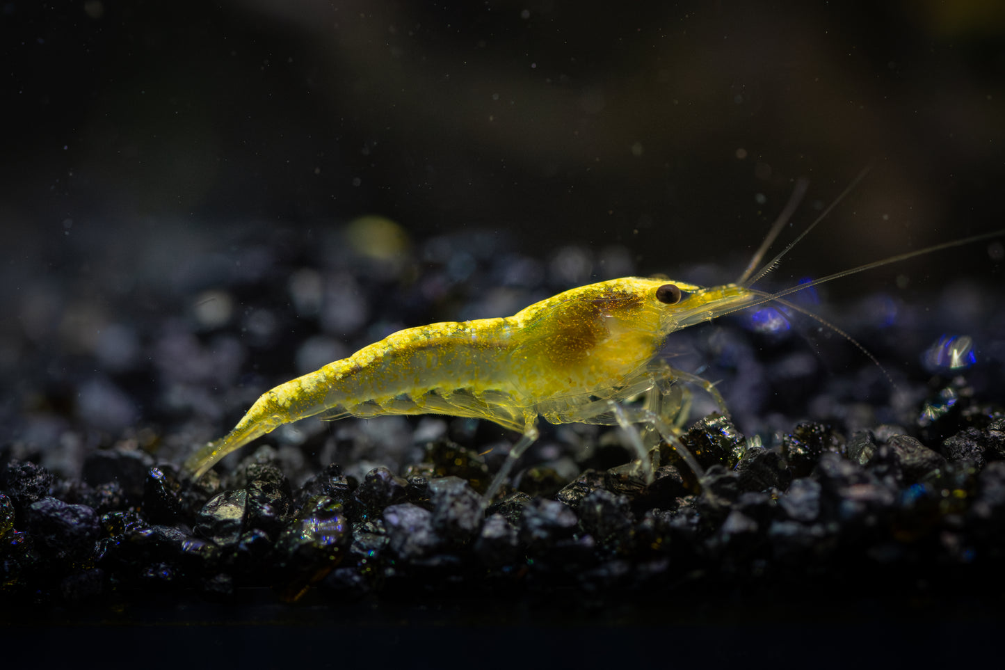 Goldback Neocaridina