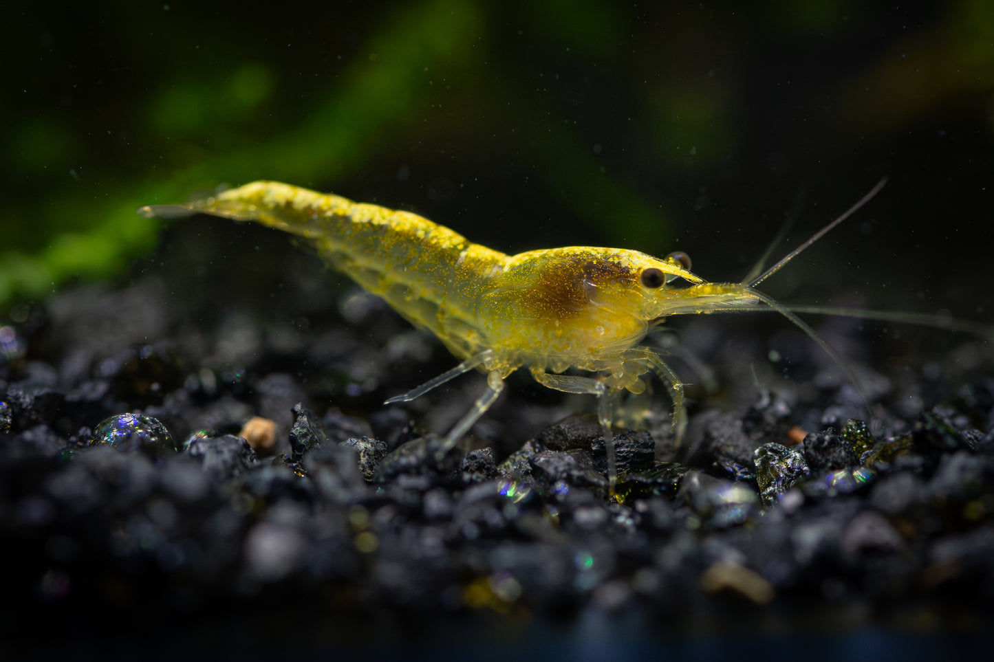Goldback Neocaridina