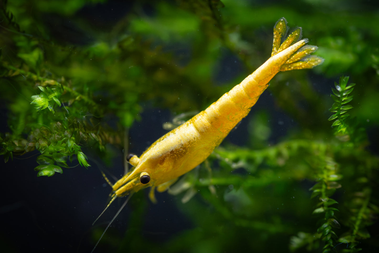 Goldback Neocaridina