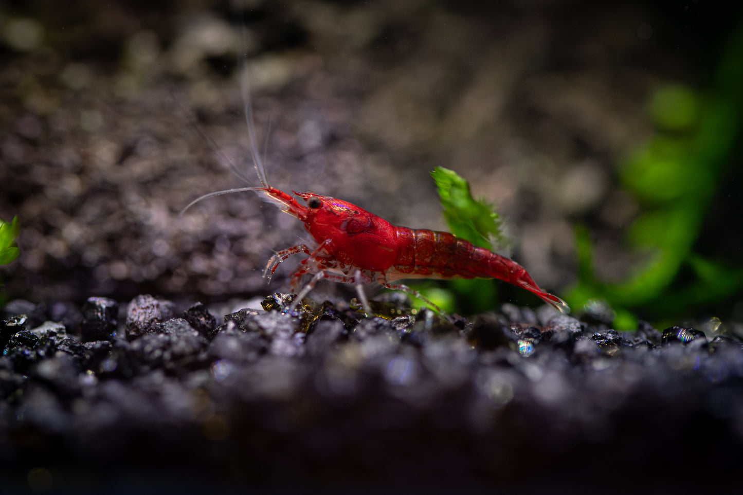 Fire Reds