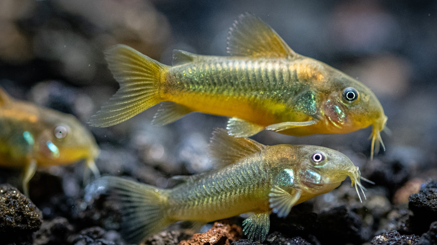 two gold laser corydoras