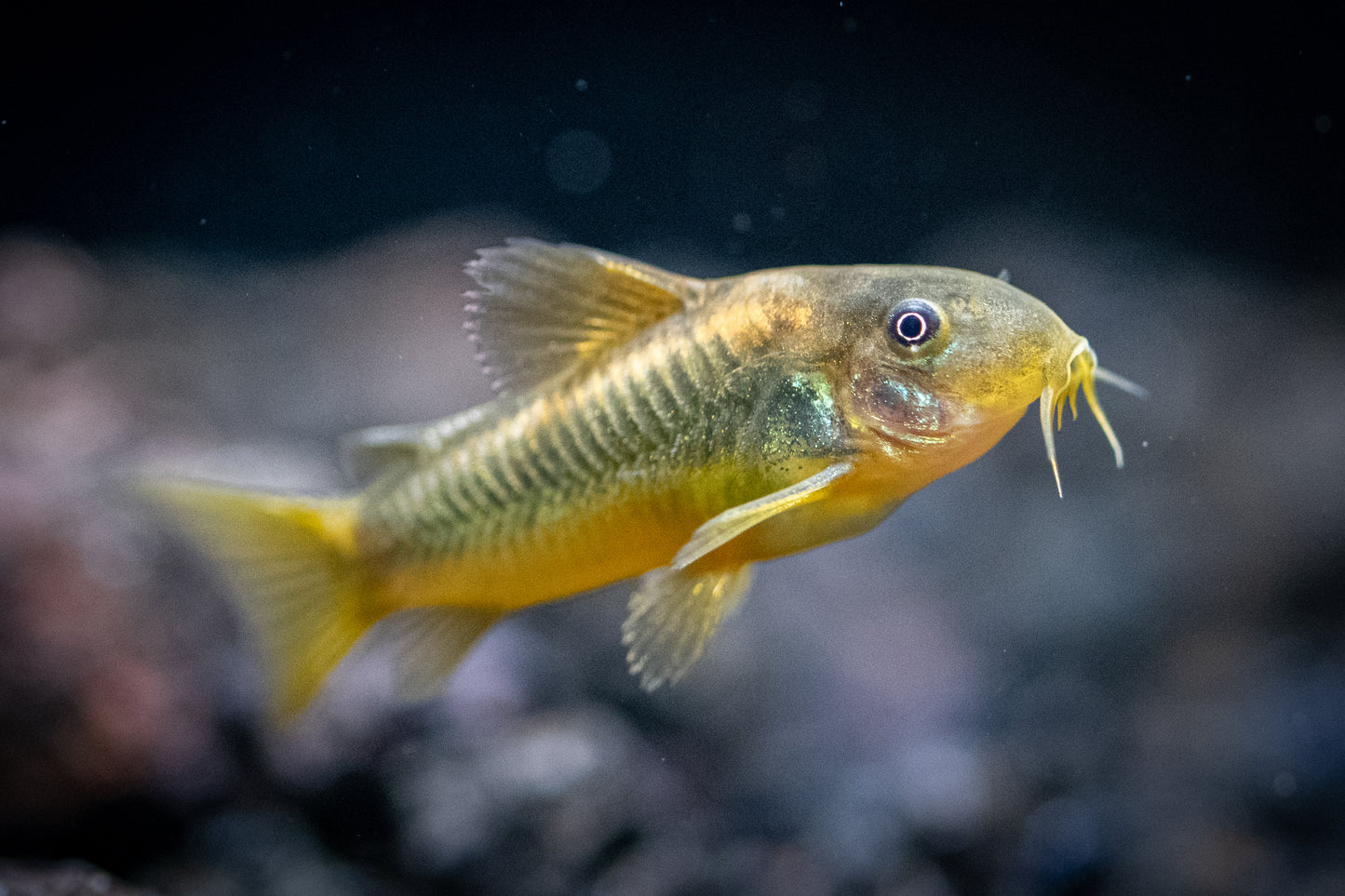 a gold laser corydora