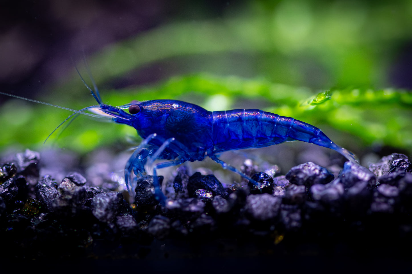 Blue Dream
