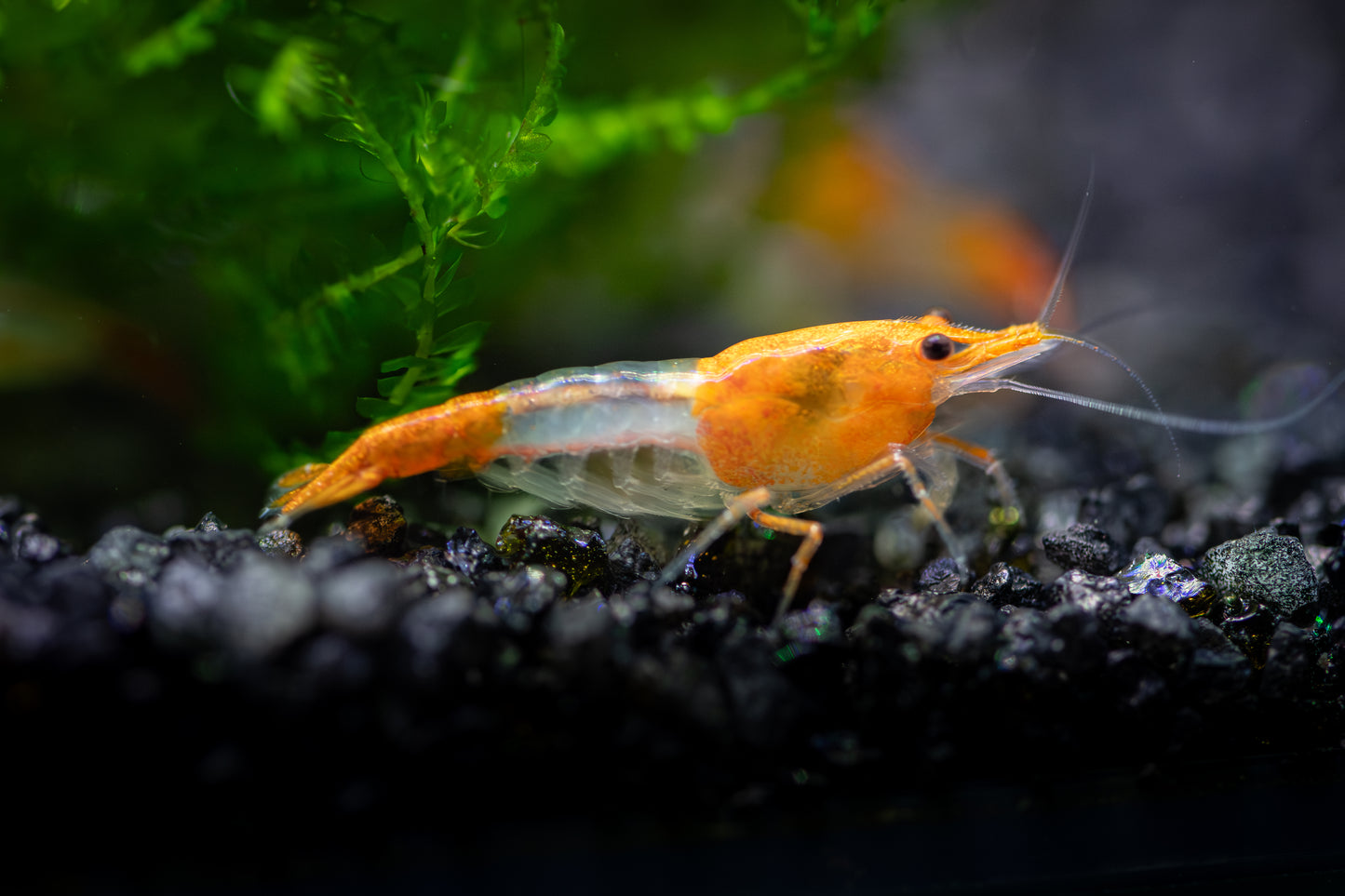Orange Rili