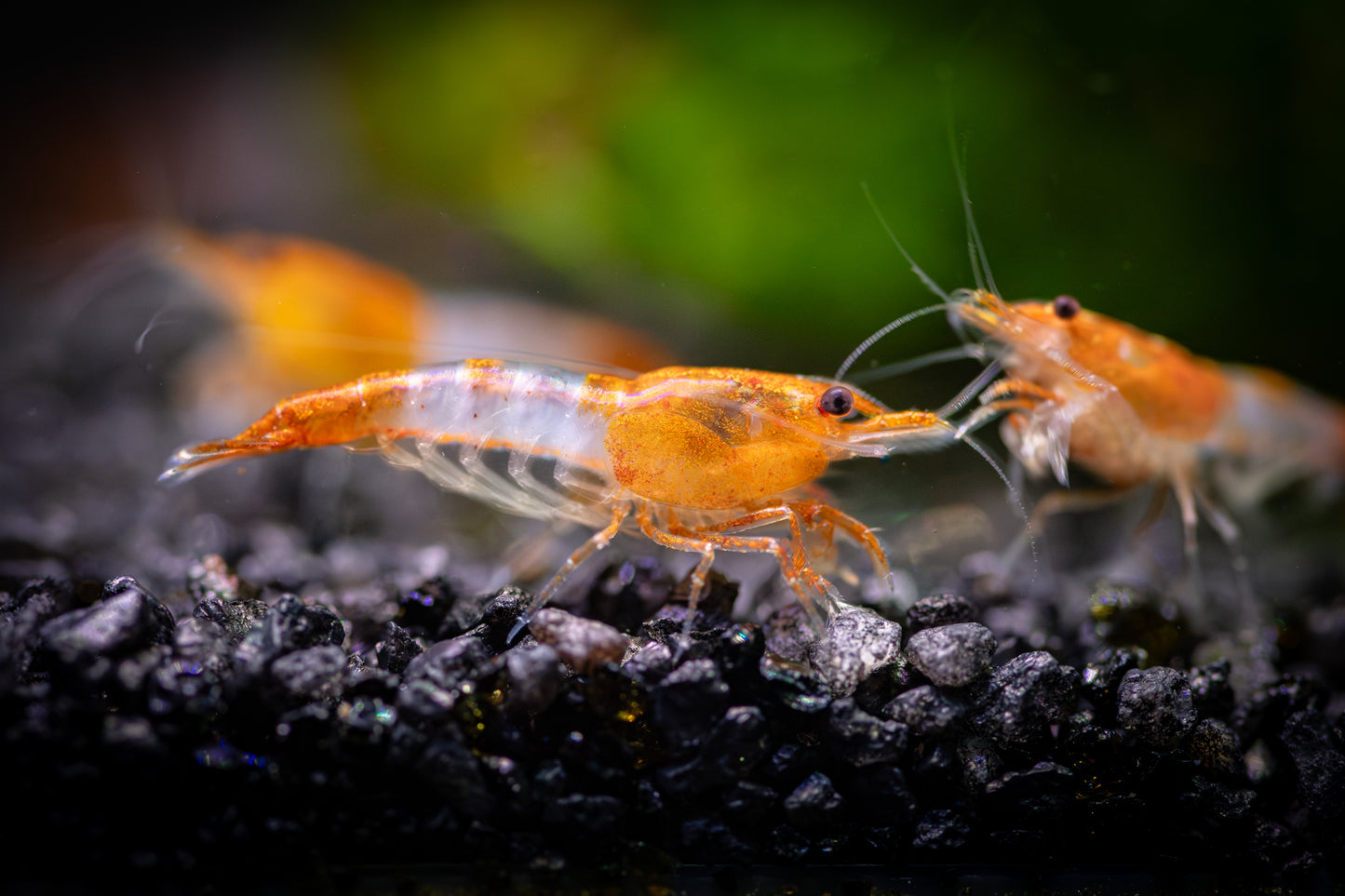 Orange Rili