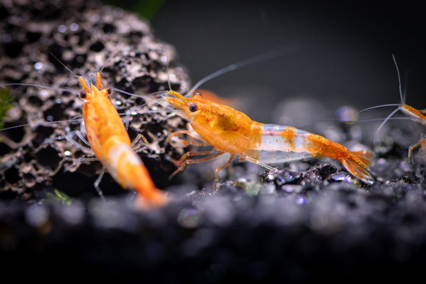 Orange Rili