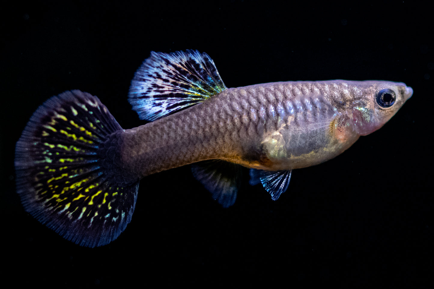 Red Dragon Guppy