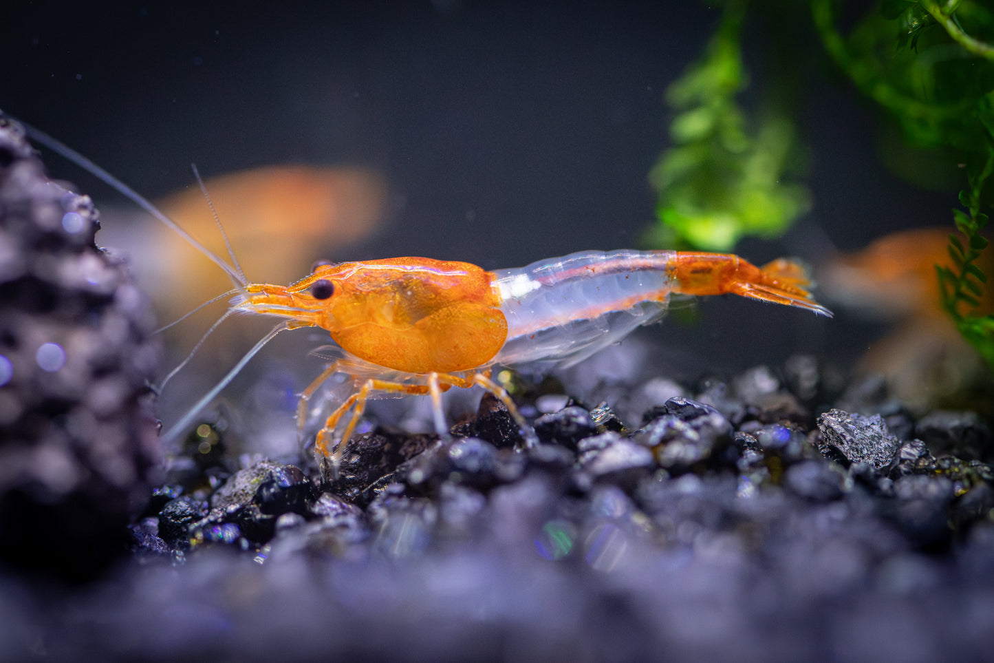 Orange Rili