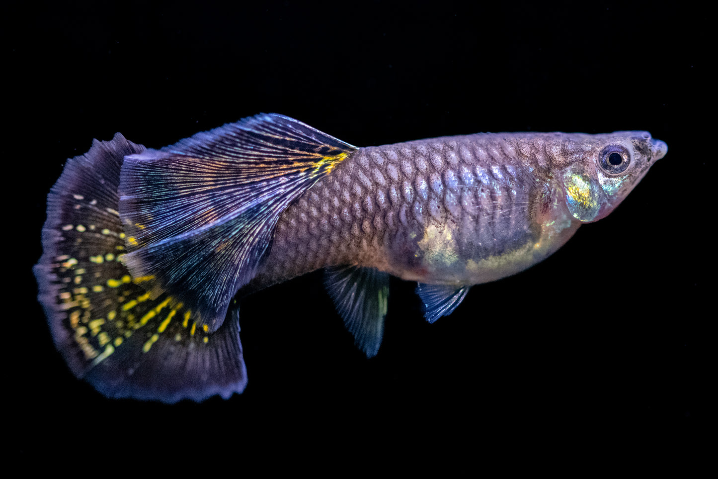 Red Dragon Guppy