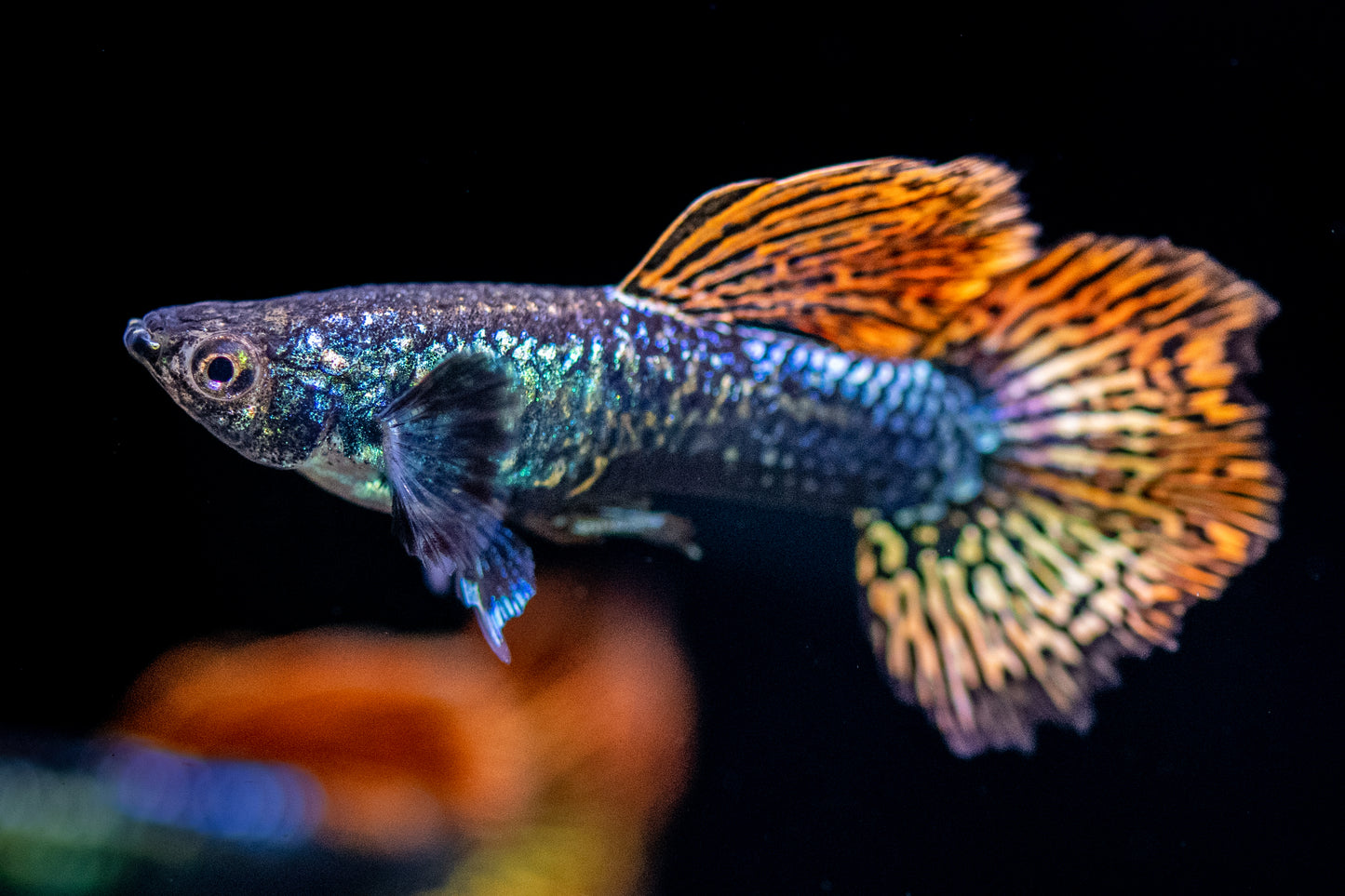 Red Dragon Guppy