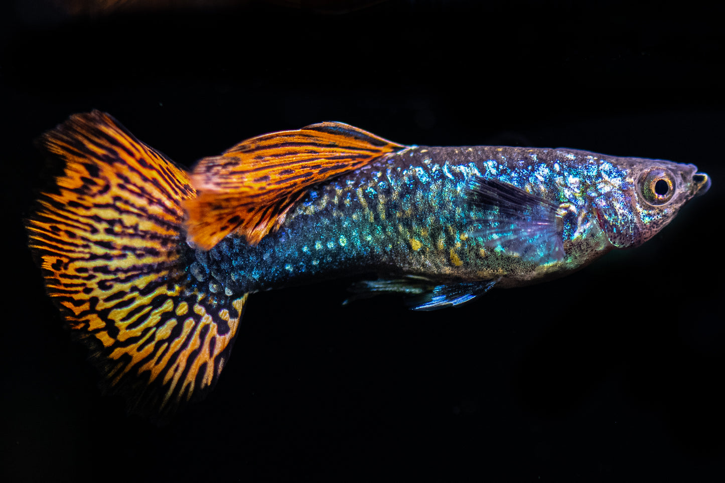 Red Dragon Guppy