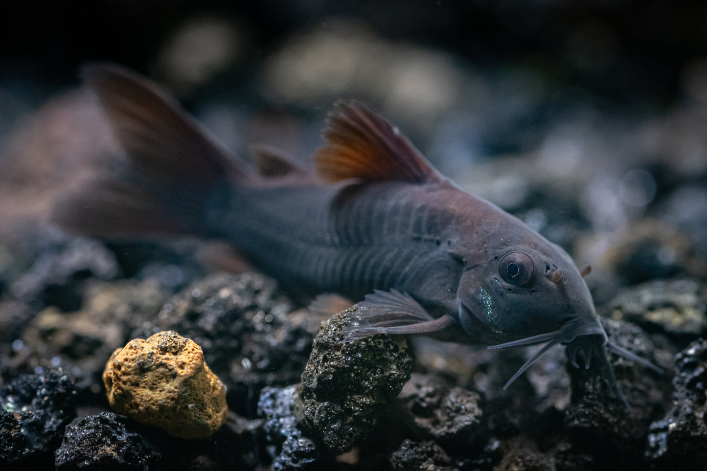 Black Schultzei Corydoras