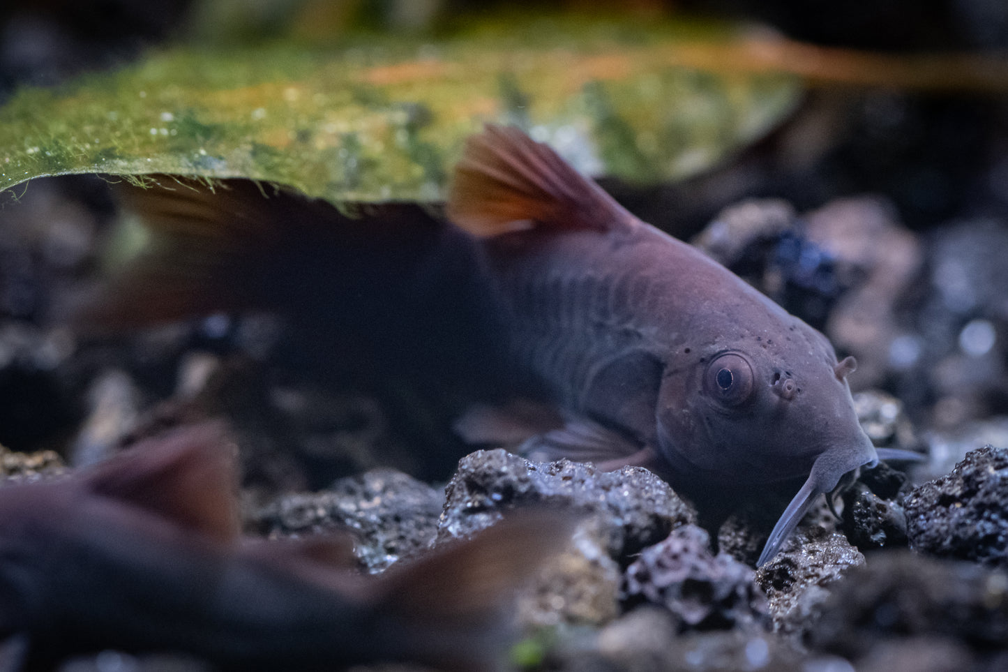 Black Schultzei Corydoras
