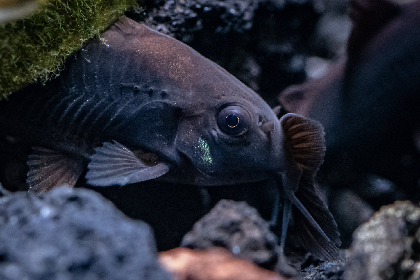 Black Schultzei Corydoras