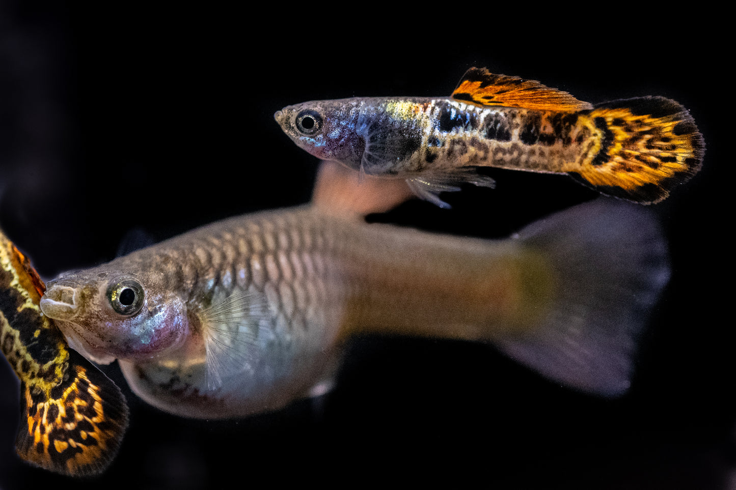 Vienna Guppy