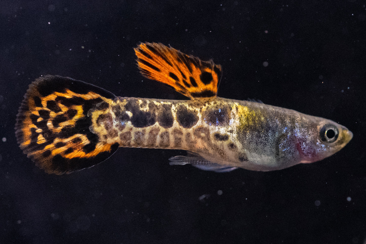 Vienna Guppy