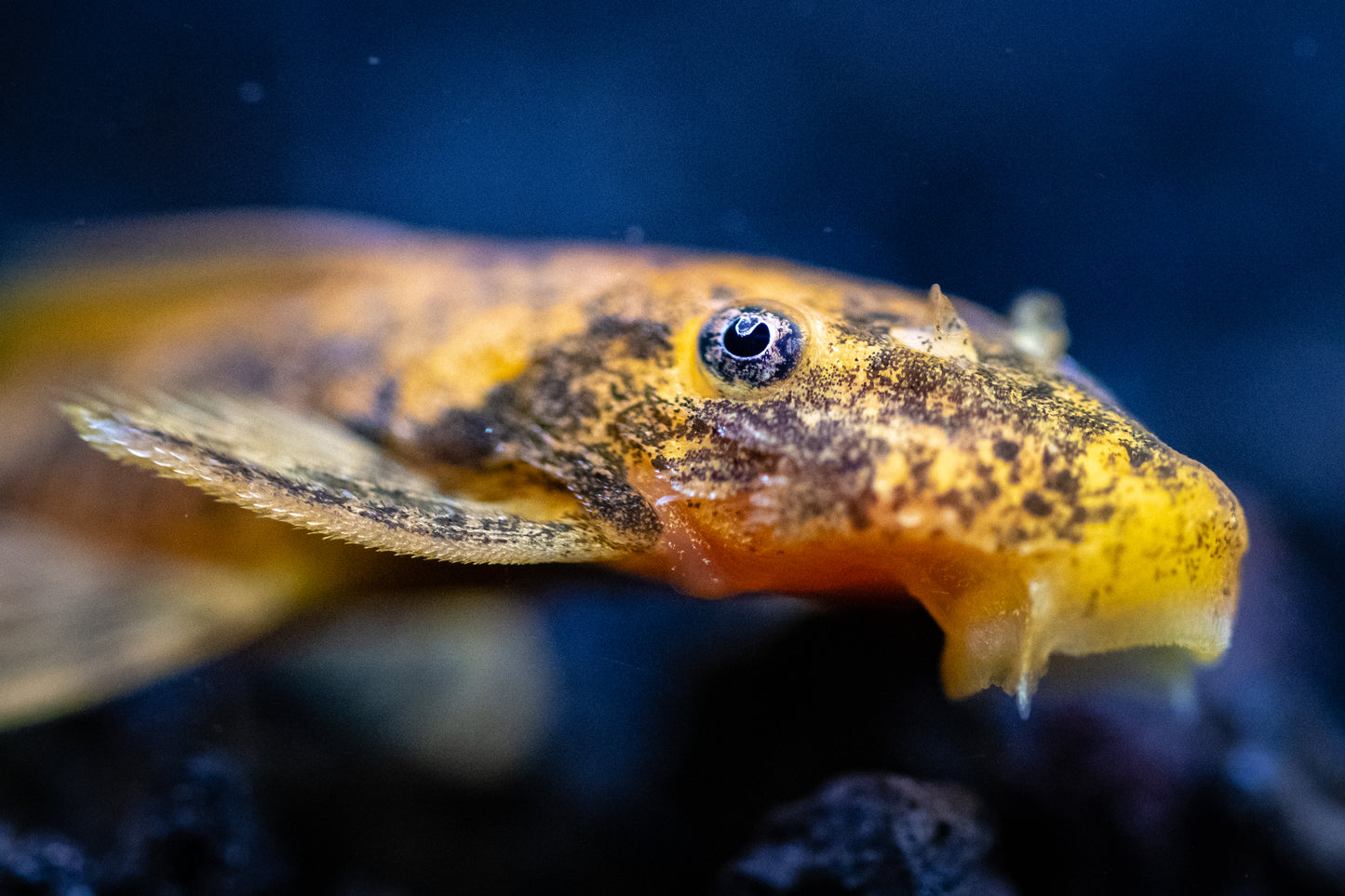 Calico Bristlenose Pleco