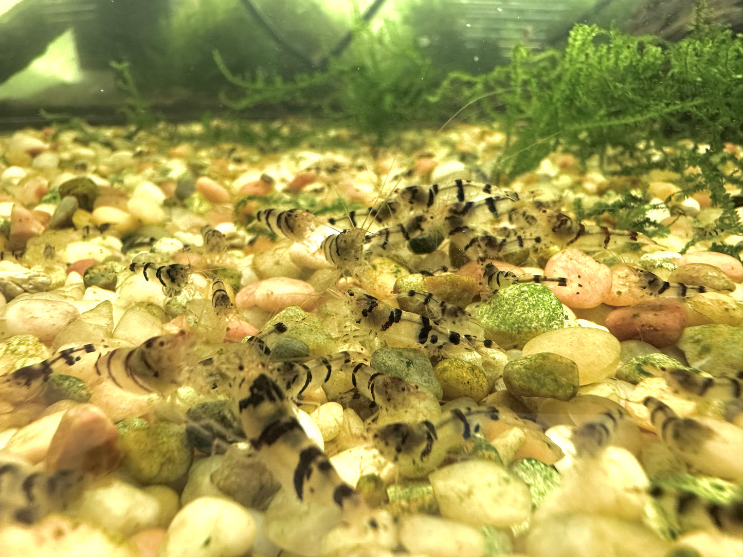 Raccoon Tigers (in neocaridina parameters)