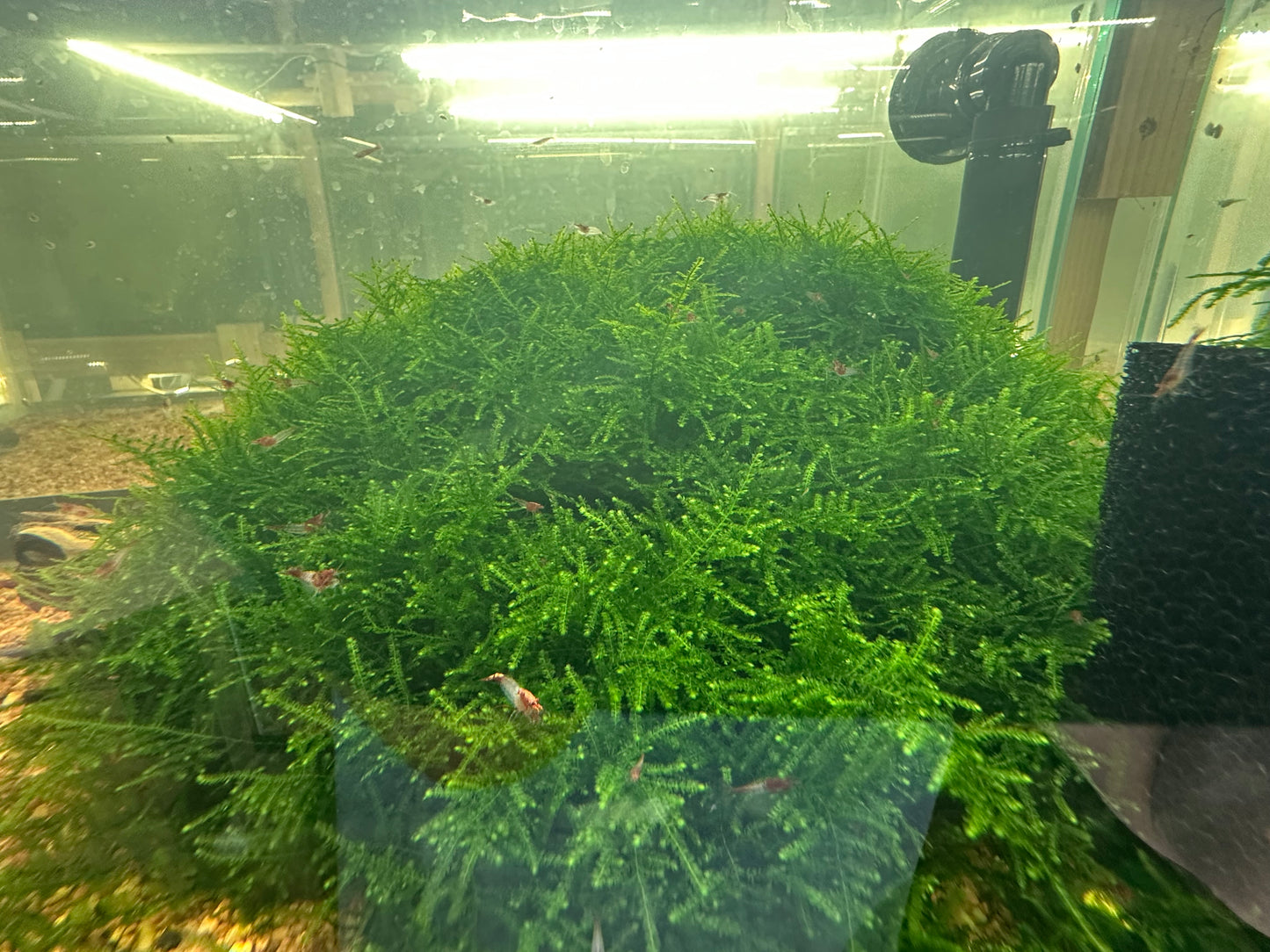 Christmas Moss