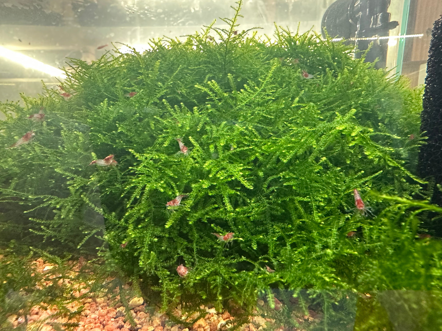 Christmas Moss