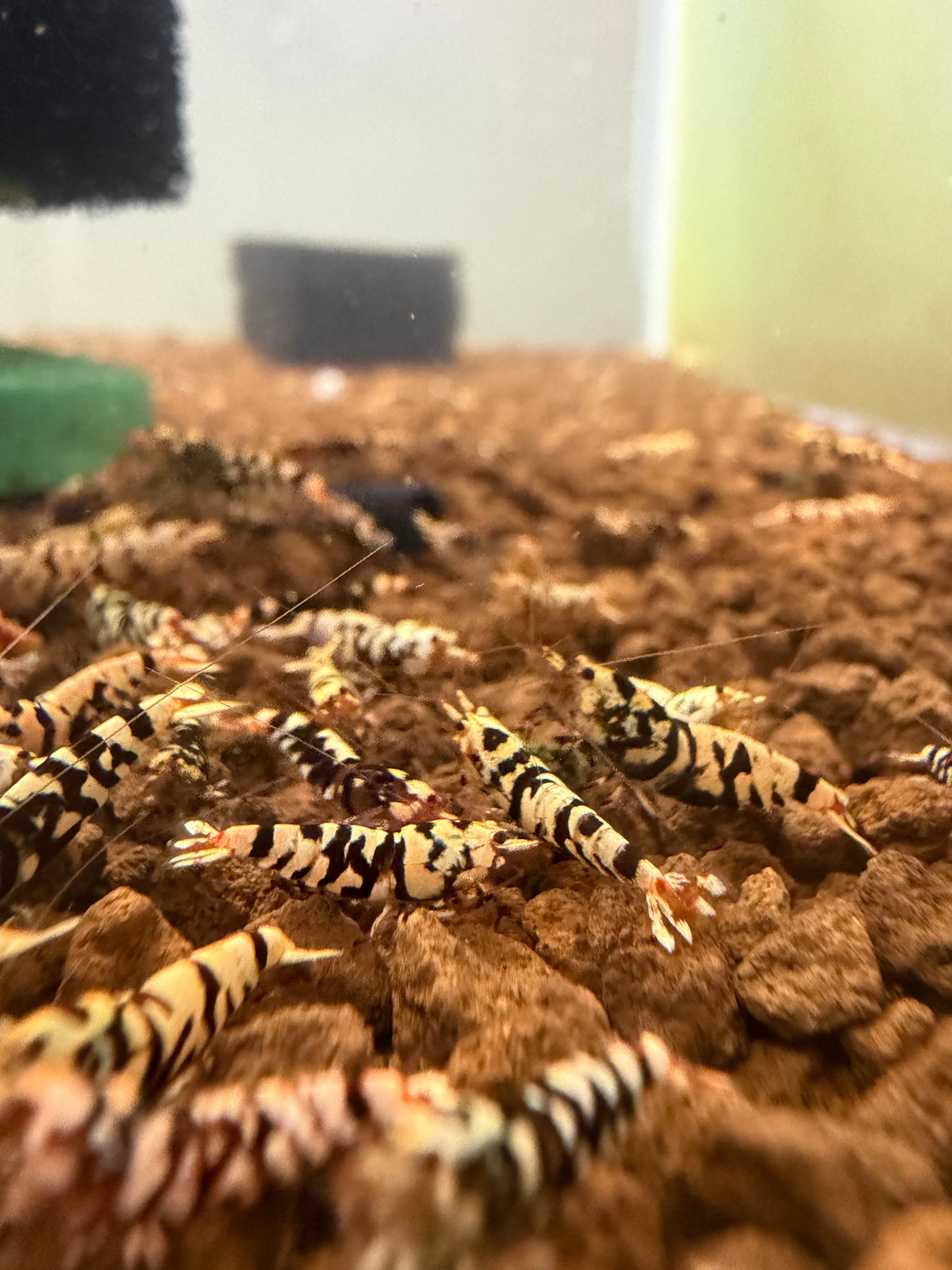 Black Fancy Tiger (low grade)