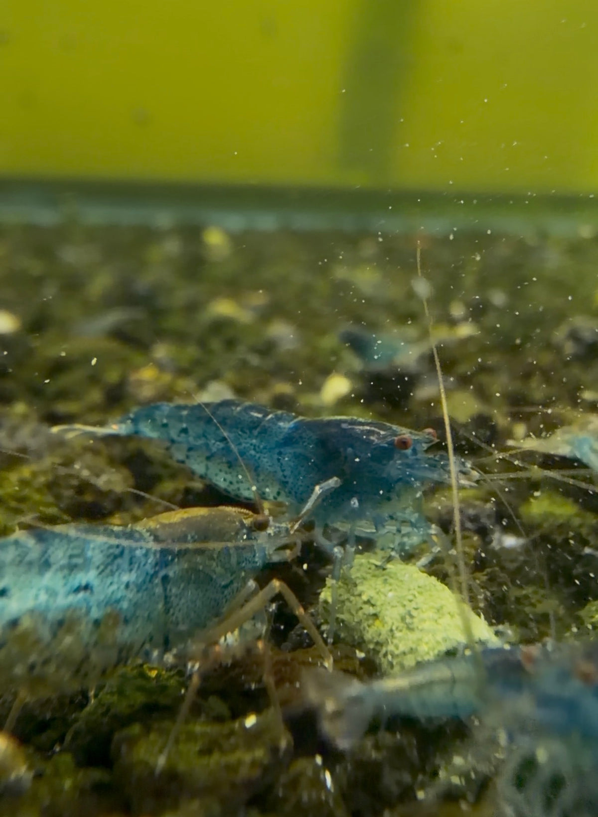 Aura Blue Tigers (in Neocaridinia Parameters)