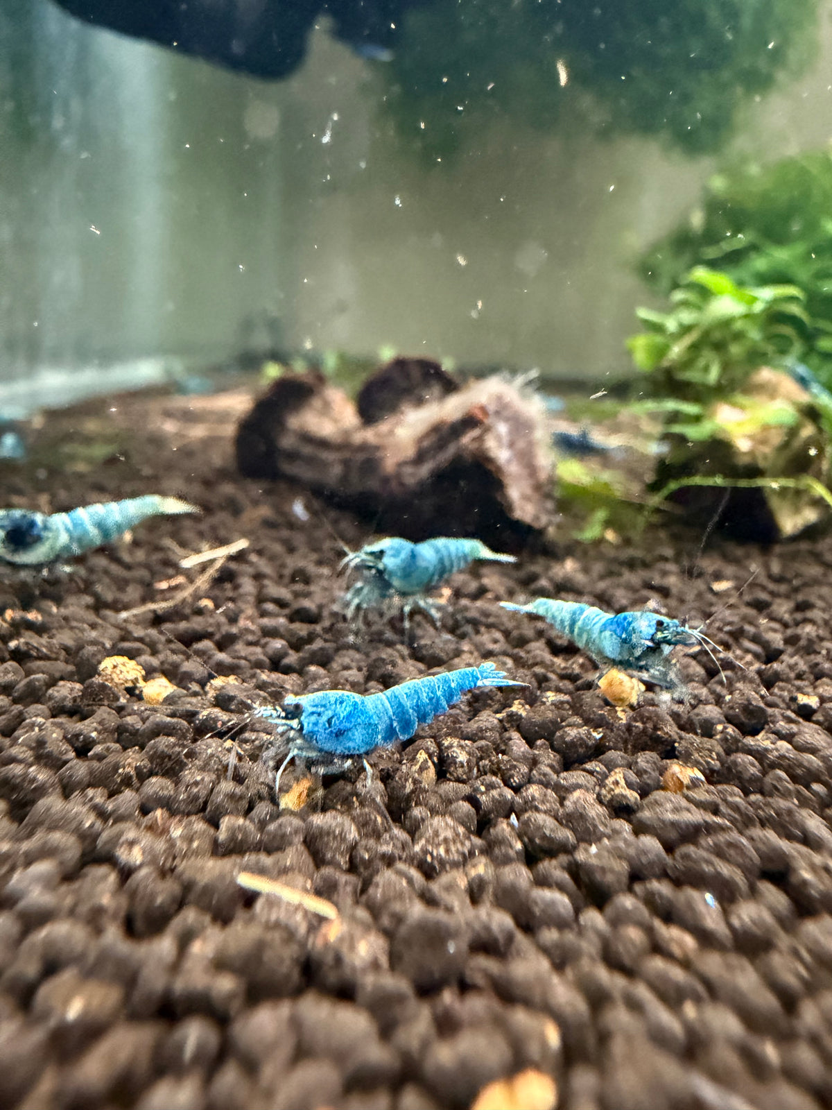 Extreme Blue Bolts