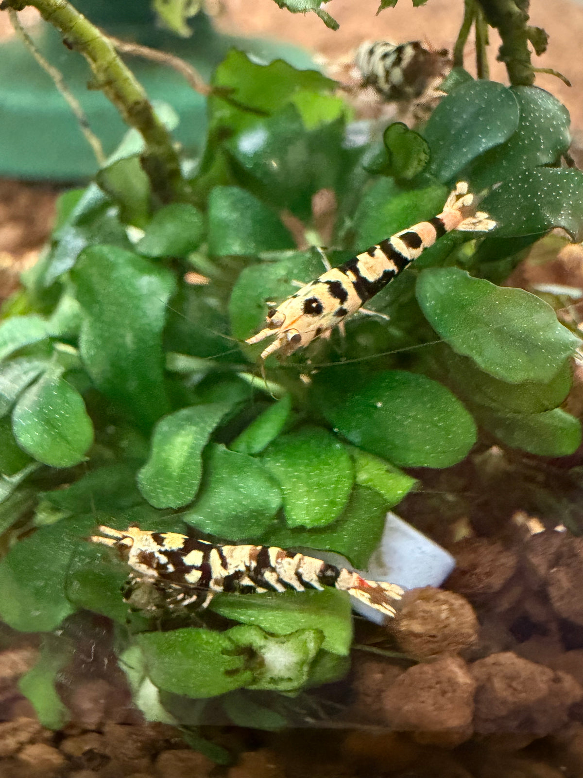 Black Fancy Tiger (low grade)