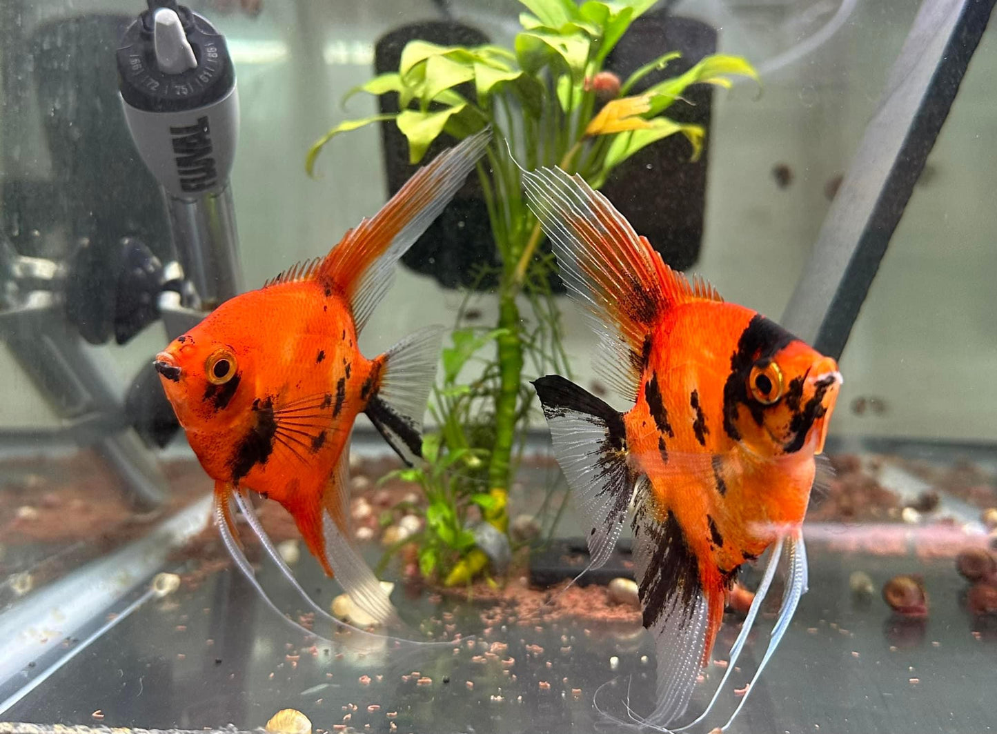 Red Devil Koi Angel Fish