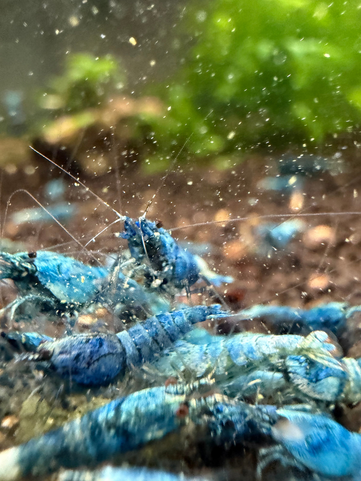 Extreme Blue Bolts