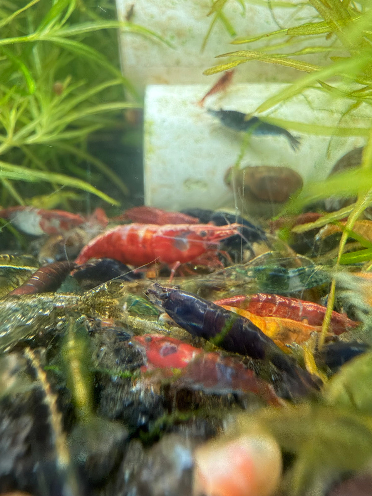 Mixed Neocaridina w/ Wilds